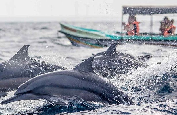 Dolphin Watching Boat Tour from Kalpitiya