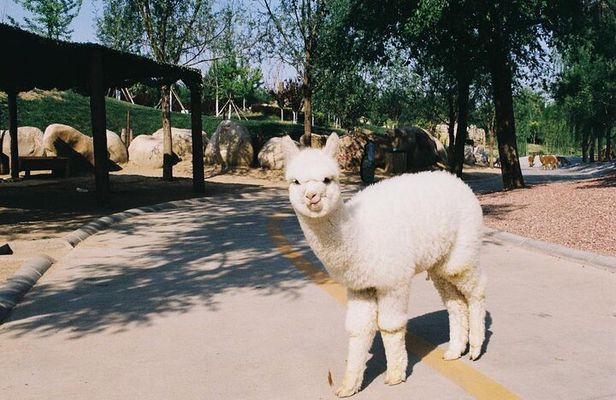 Private Transfer to Beijing Wildlife Park with Self-driving Ride Inside
