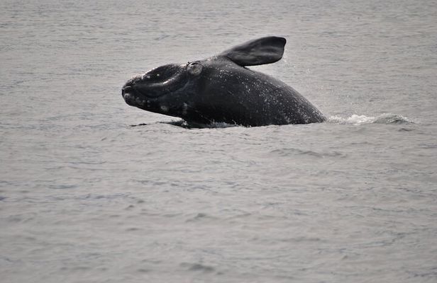 Hermanus Whales and Wine Full Day Private Tour 