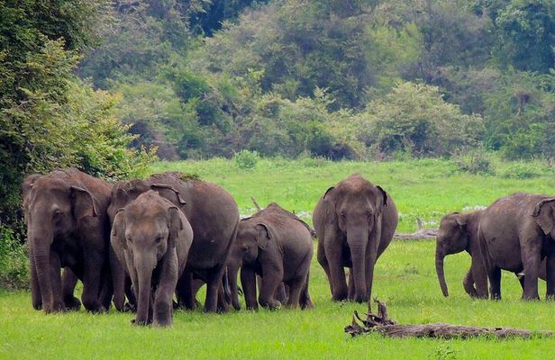 Yala National Park Safari from Mirissa