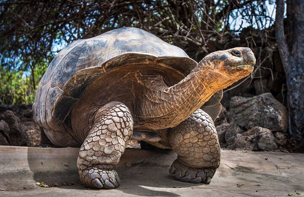 4 days Galapagos Essential Budget Tour