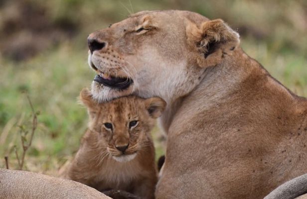 5-Day Private Safari Tour in Northern Tanzania