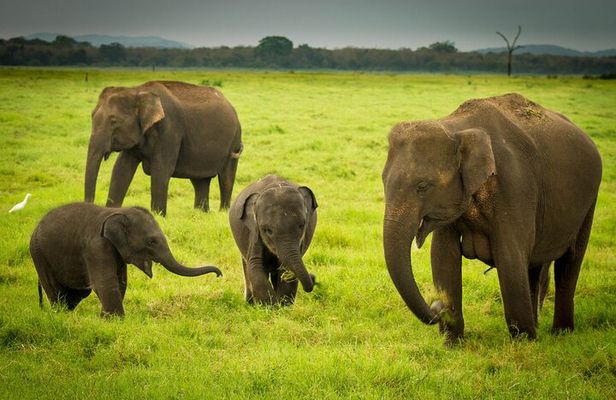 Sigiriya & Minneriya Safari Tour from Anuradhapura
