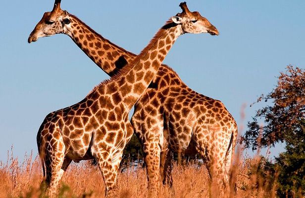 Nairobi National Park Tour