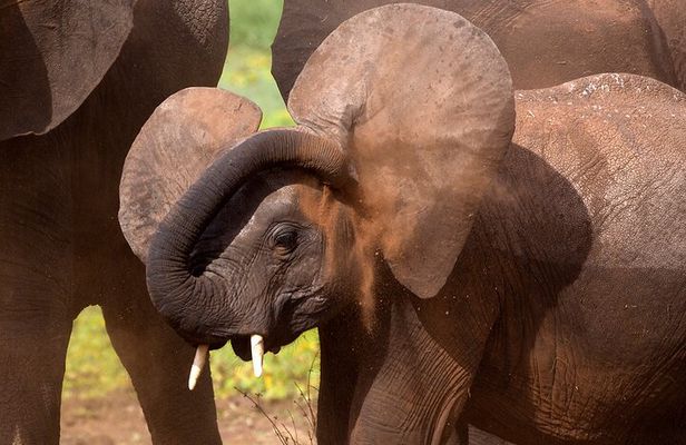 5-Day Private Safari Tour in Northern Tanzania