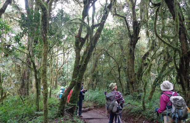 Private Full-Day Hiking Tour in Mount Kilimanjaro