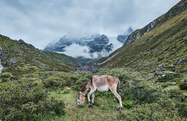 Langtang Valley Trek – 8 Days from Kathmandu by Road