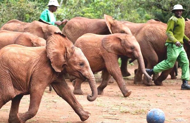 Nairobi Airport Layover : Tour Elephant Orphanage and Giraffe Center