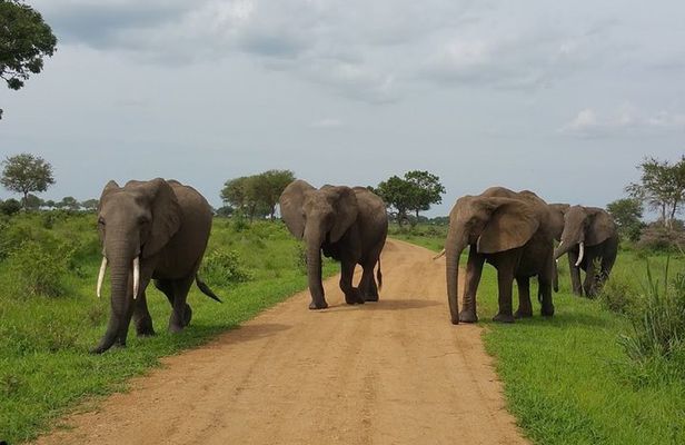 8 Days Safari to Mikumi NP, Ruaha NP and Nyerere NP + Isimila Stone Age Site