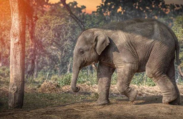 Chitwan National Park Jungle Safari Tours 3 days