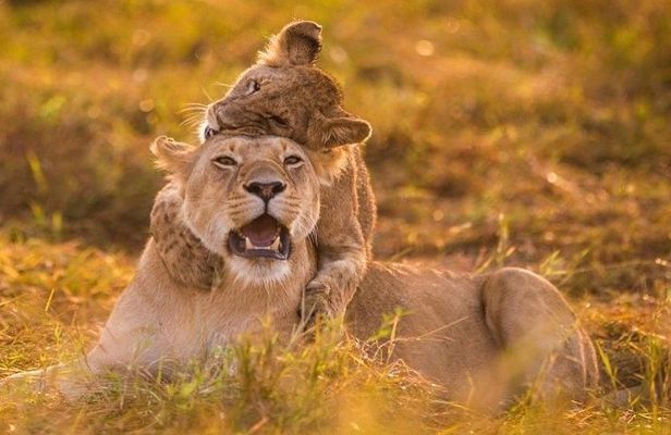 Half Day Nairobi National Park