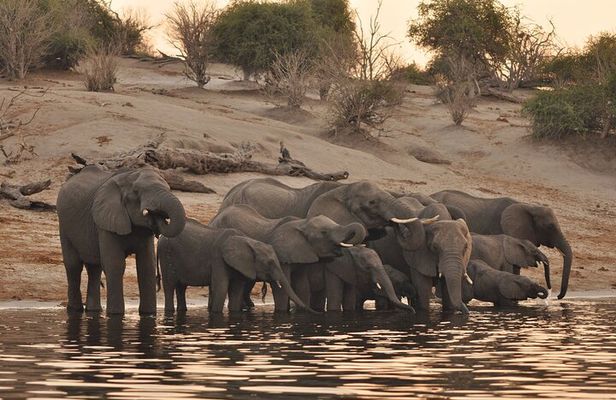 Chobe Day Trip