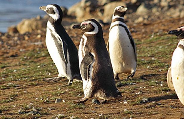 Penguin colony in Ushuaia
