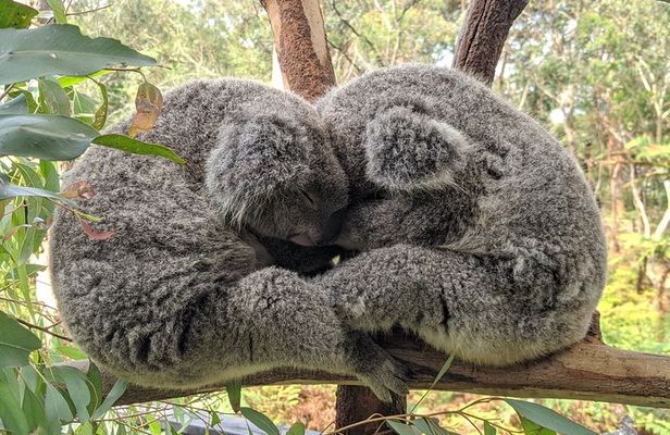 Koalas, Kangaroos & Water Falls: Private Day Tour from Sydney