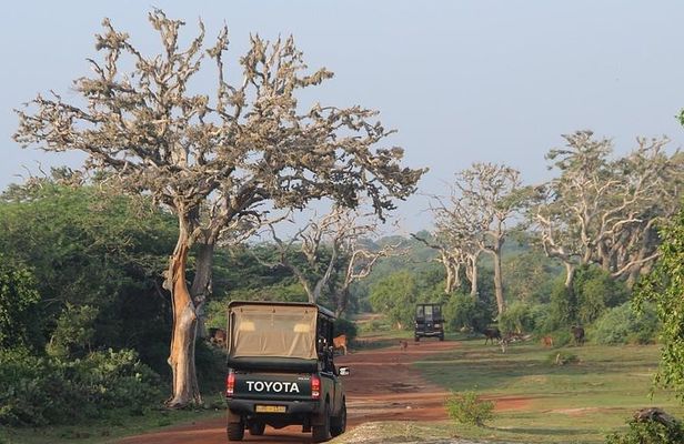 Bundala National Park Private Safari