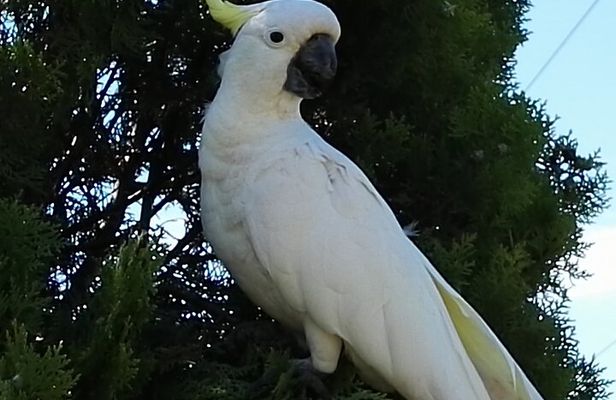 Sydney Parrots, a Unique Island and more
