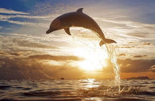 North Bali Sunrise Tour With Dolphins, Instagram Wanagiri & Waterfalls