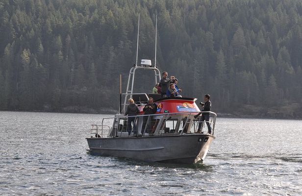 4 hour Covered Boat Whale and Wildlife Tour