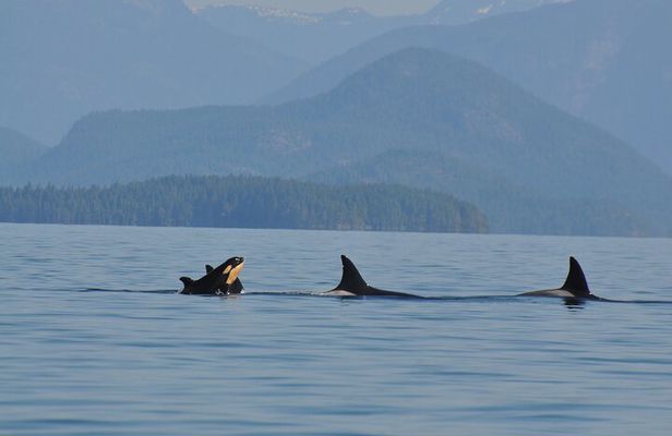 6 hour Covered Boat Whale Watching Tour