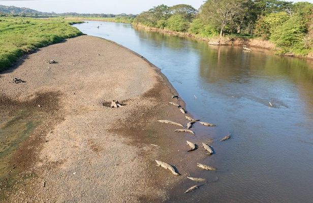Jungle Crocodile & Carara National Park-Punta Arenas Highlights