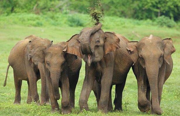 Udawalawe National Park Safari from Hambantota Seaport