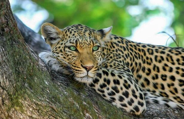 Yala National Park Safari from Dikwella