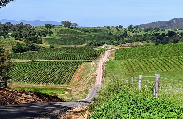 Hunter Valley wine and cheese starting from the Hunter region