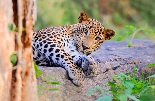 Yala National Park Leopard Safari