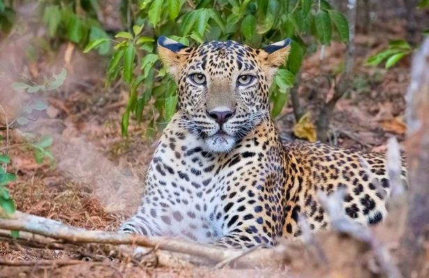 Yala National Park Safari from Weligama