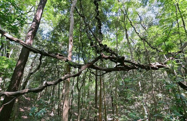 Walk Through Udawatta Kele Sanctuary with Guide