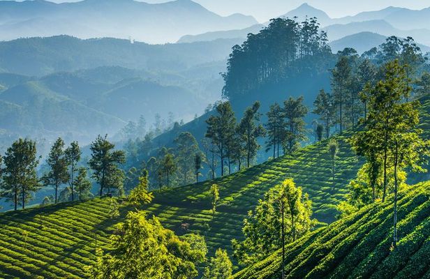 Day Trip to Munnar (Guided Sightseeing Tour by Car from Madurai)