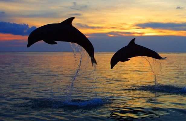 DOLPHIN WATCHING | Pula Boat