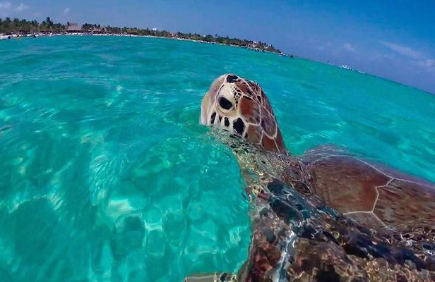 Experience swimming with turtles and explore the ruins of Tulum. Lunch included.