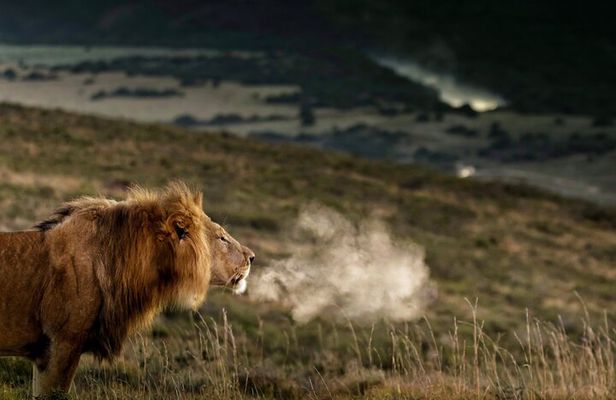 2 Day Addo Elephant Park Safari