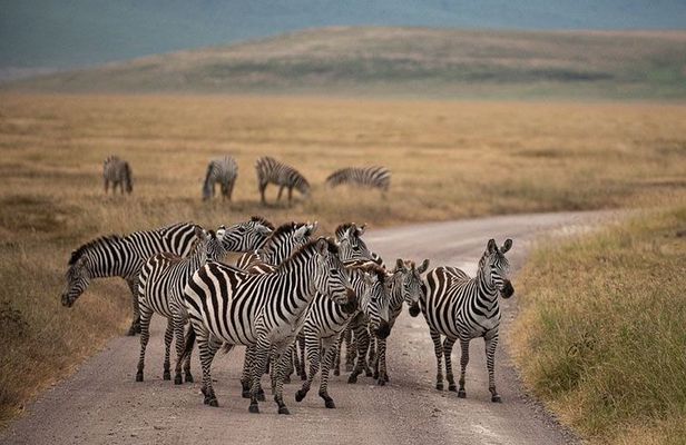 5 Days Tanzania Big 5 Safaris