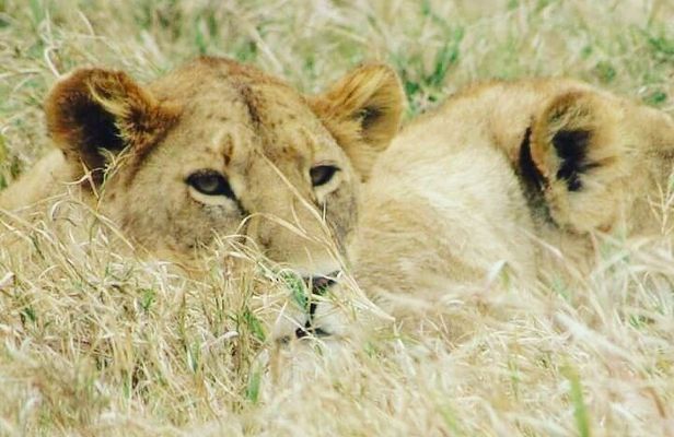 4 Days Tanzania Safari from Zanzibar itinerary