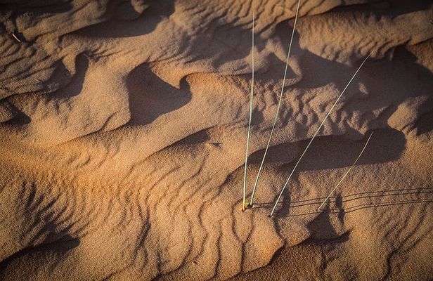 Wahiba Desert Safari with Bedouin traditional lunch or dinner