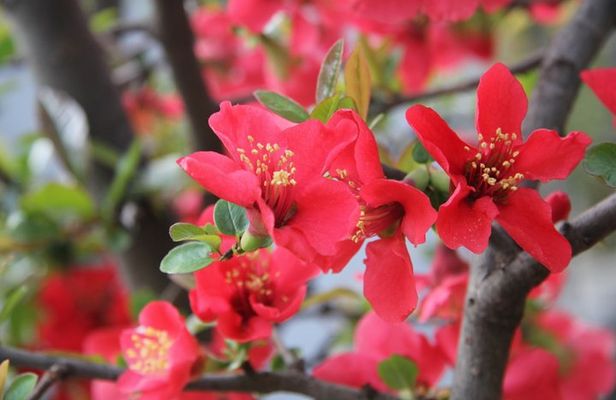 Flower day-trip in Beijing Olympic Forest Park
