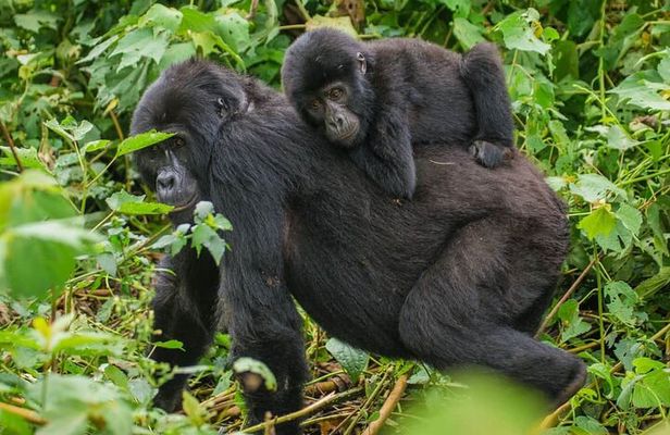 4-Day Private Tour in Bwindi Forest National Park