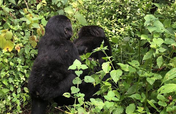 3 Day Gorilla Trek at Bwindi National Park via Kigali