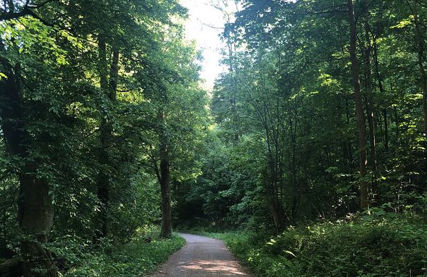 Forest Hike in Heidelberg