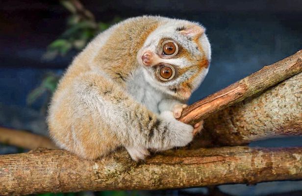 Loris Watching from Sigiriya