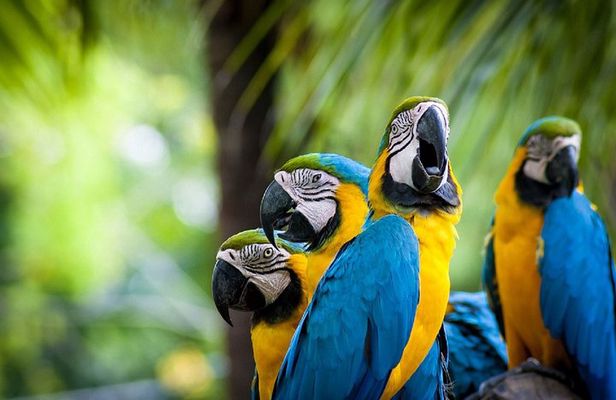 Classic Peru with Amazon jungle Travel Package