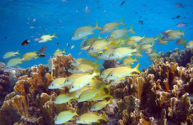 Private Boat Snorkel tour to Klein Bonaire