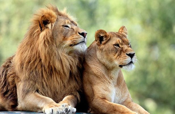 5 Days: Lake Manyara / Serengeti / Ngorongoro