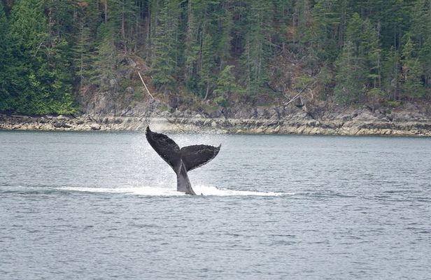 Kayaking with Whales and Wildlife