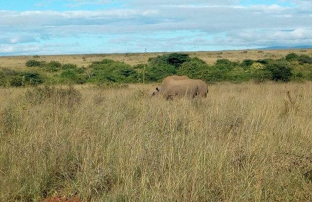 Kenya safari