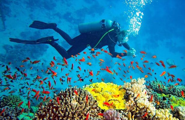 Scuba Diving in Trincomalee