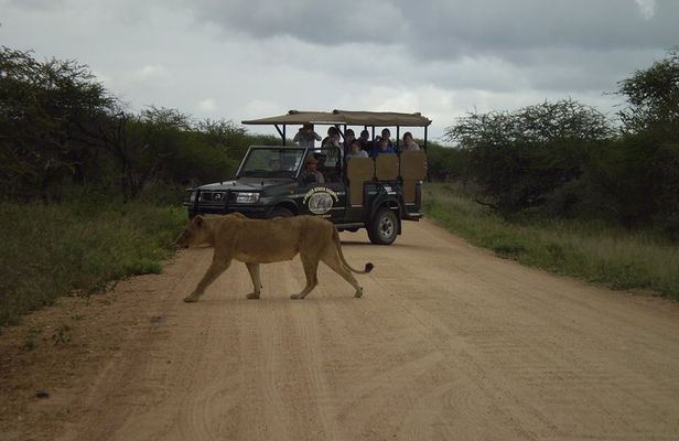 Fullday Gamedrives in Kruger National Park from Marlothpark