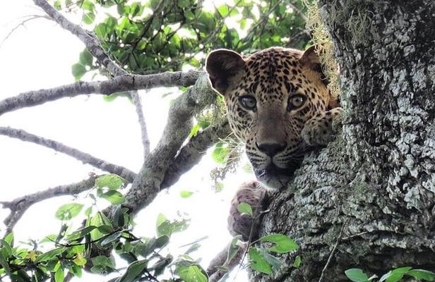 Yala National Park Safari | Jeep with Tickets